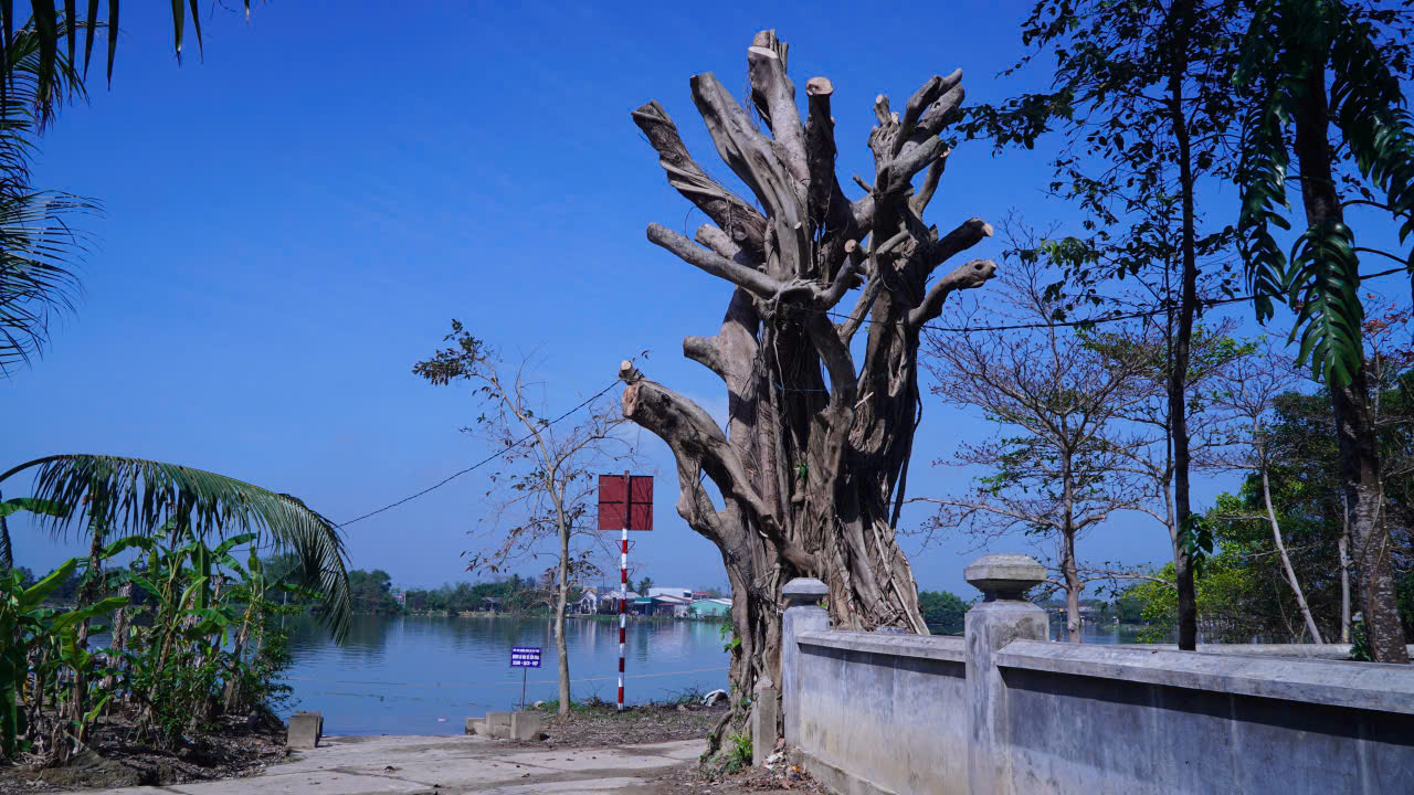 Phường ở Huế lên tiếng về thông tin cây cổ thụ tại khu vực di tích bị cắt tỉa quá mức - Ảnh 1.