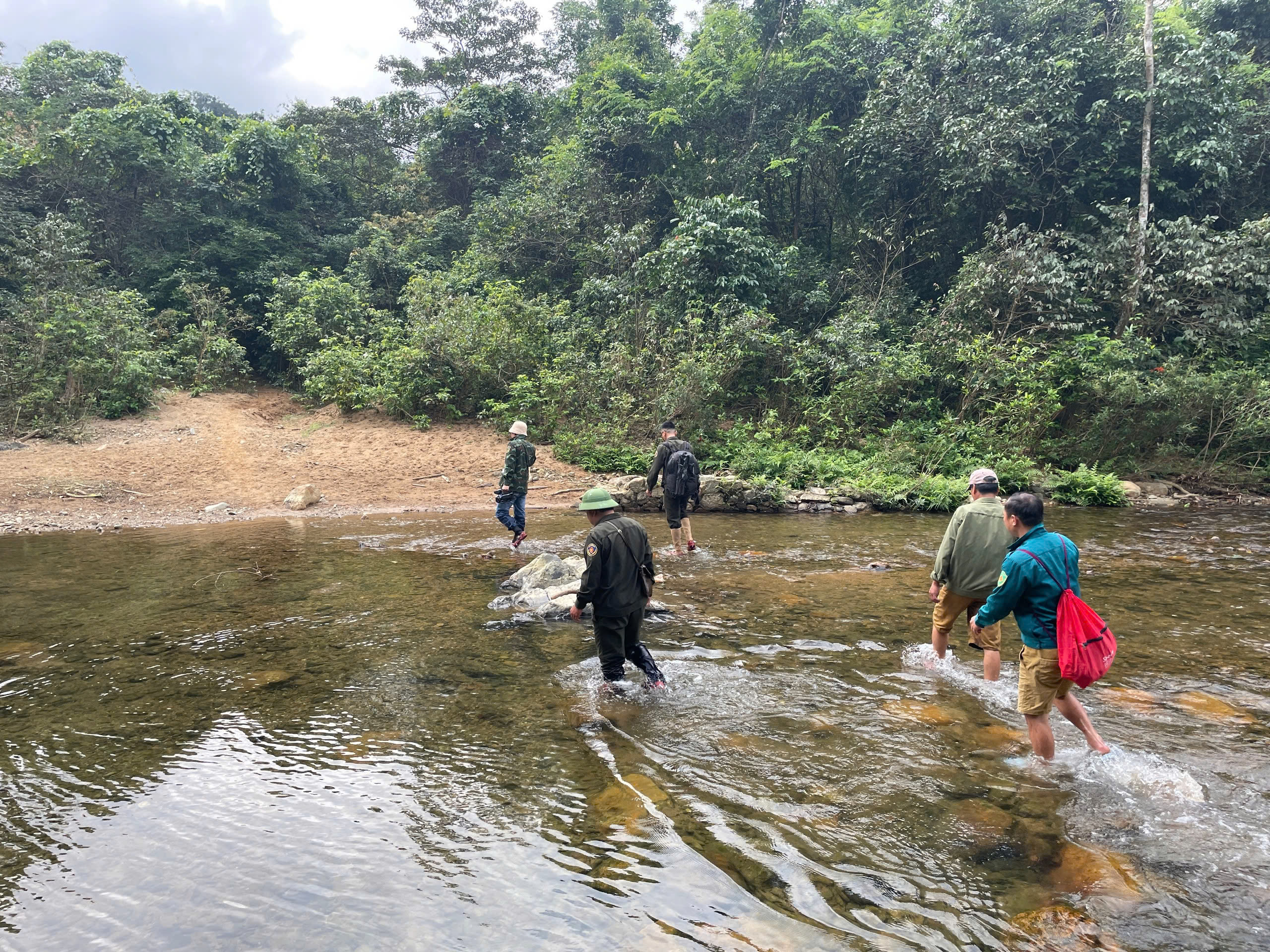 Ngắm những gốc mai vàng hàng trăm tuổi khoe sắc dưới tán rừng già- Ảnh 2.