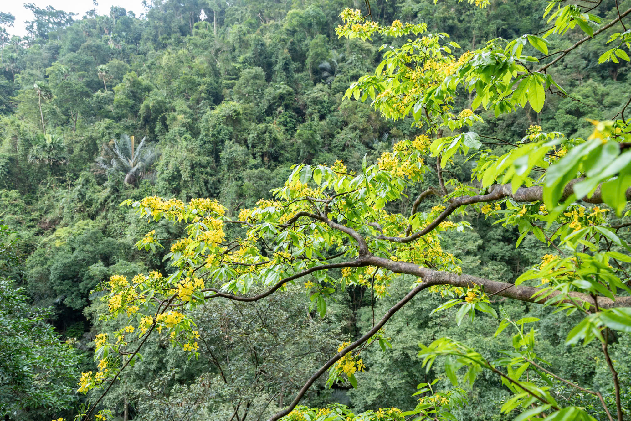 Ngắm những gốc mai vàng hàng trăm tuổi khoe sắc dưới tán rừng già- Ảnh 9.
