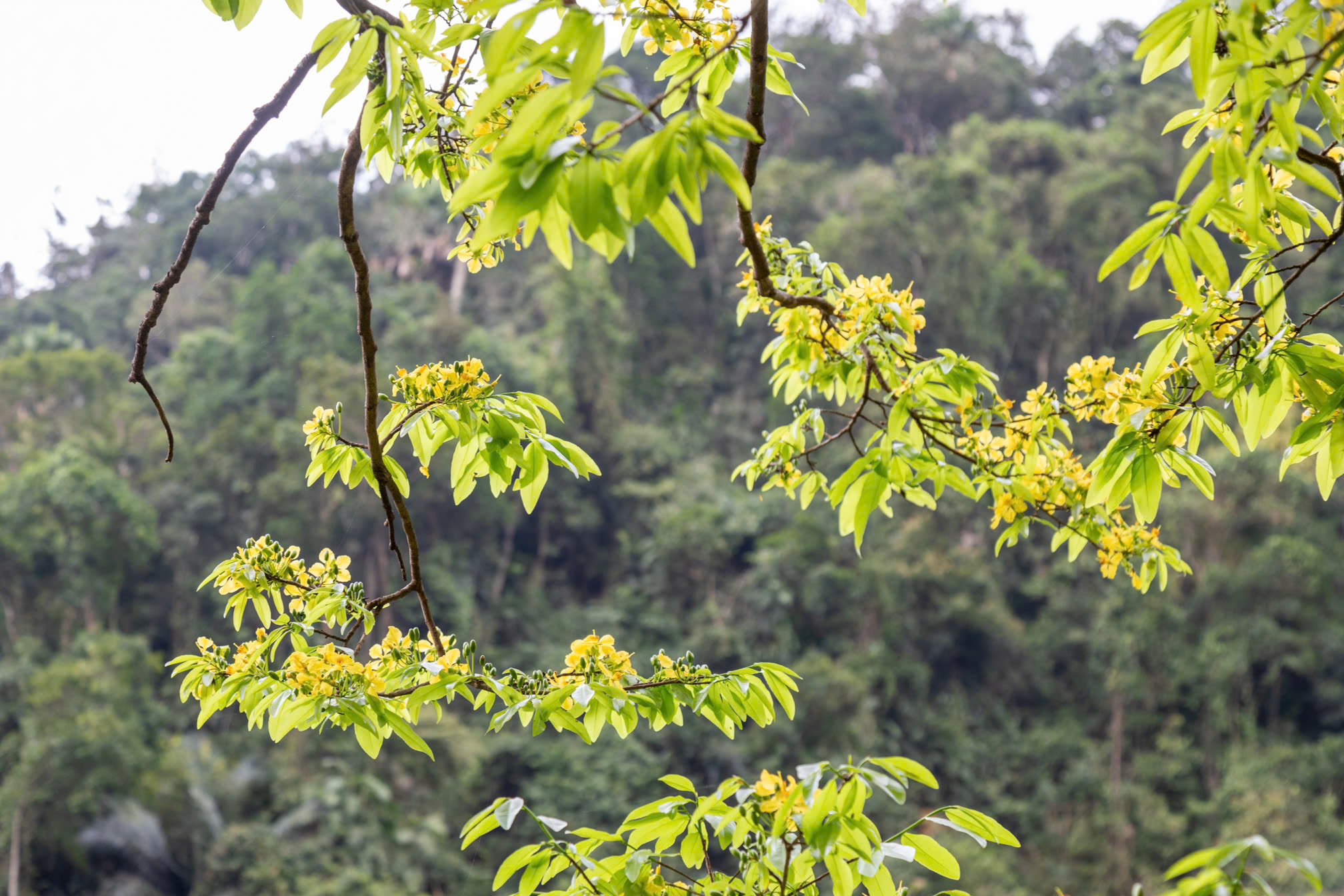 Ngắm những gốc mai vàng hàng trăm tuổi khoe sắc dưới tán rừng già- Ảnh 7.
