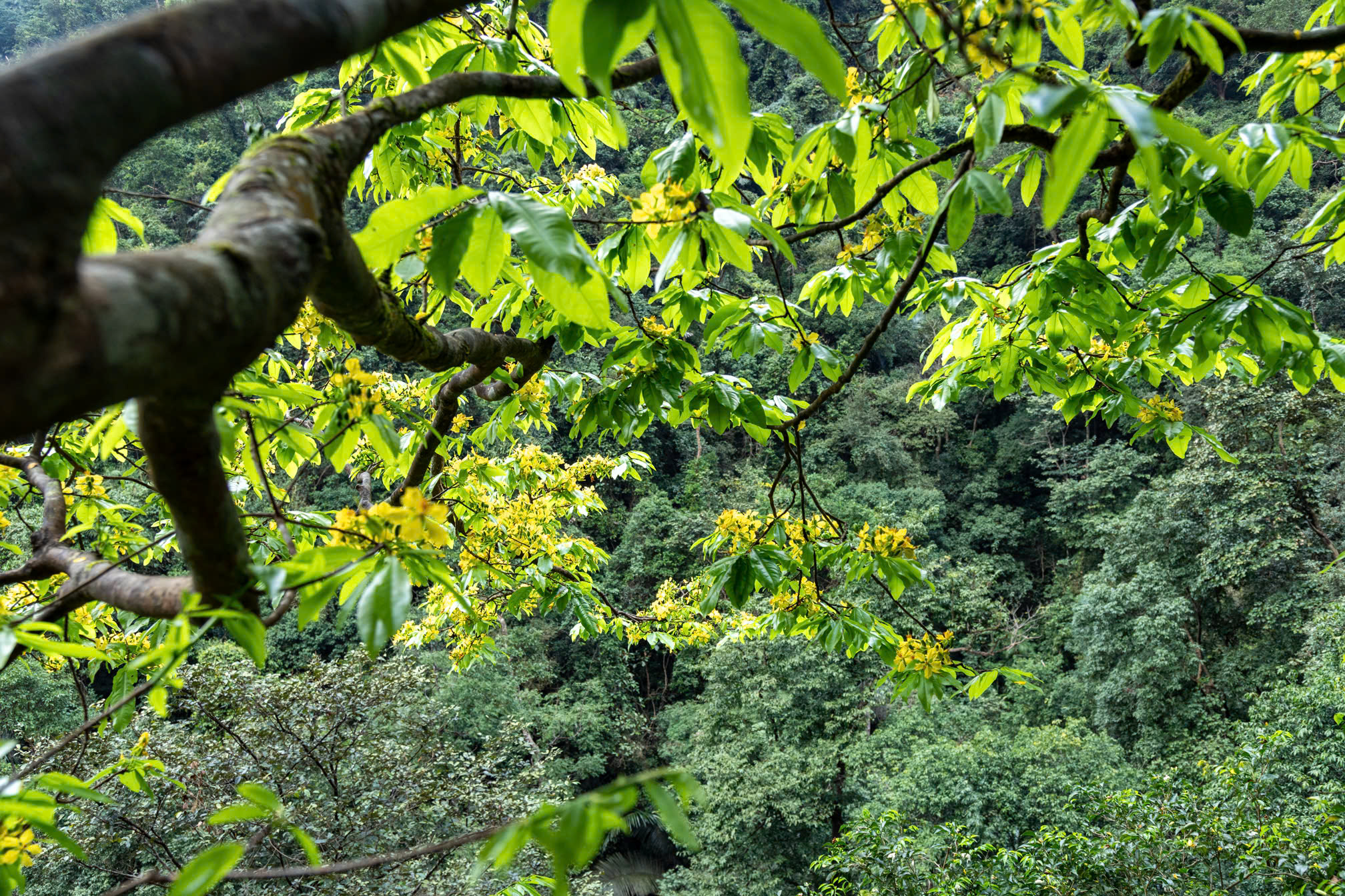 Ngắm những gốc mai vàng hàng trăm tuổi khoe sắc dưới tán rừng già- Ảnh 6.