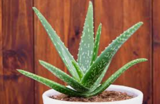 8 loại cây cảnh vừa làm đẹp vừa hỗ trợ chăm sóc sức khỏe- Ảnh 1.