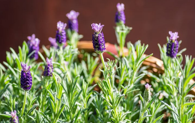 8 loại cây cảnh vừa làm đẹp vừa hỗ trợ chăm sóc sức khỏe- Ảnh 2.