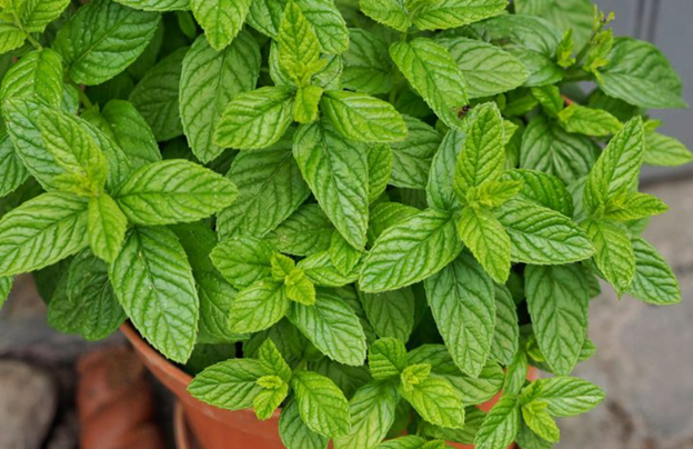 8 loại cây cảnh vừa làm đẹp vừa hỗ trợ chăm sóc sức khỏe- Ảnh 3.