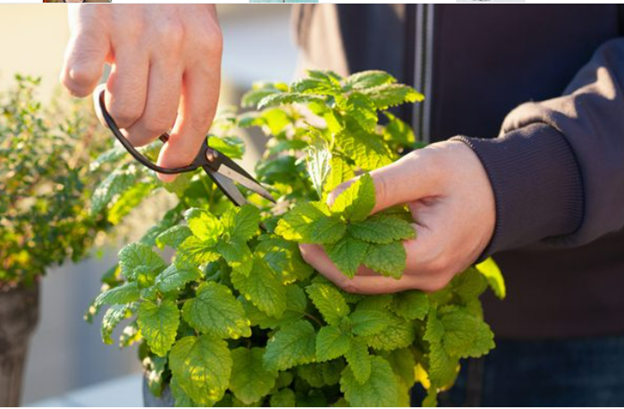 8 loại cây cảnh vừa làm đẹp vừa hỗ trợ chăm sóc sức khỏe- Ảnh 4.