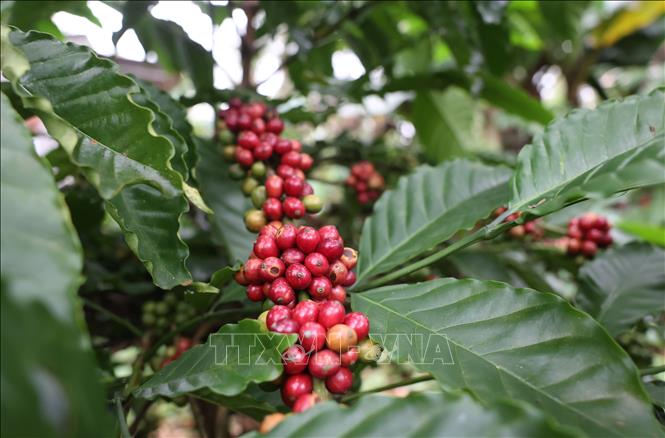 Nguồn cung tăng, giá cà phê và gạo đồng loạt chịu sức ép- Ảnh 1. Nguồn cung tăng, giá cà phê và gạo đồng loạt chịu sức ép- Ảnh 1.