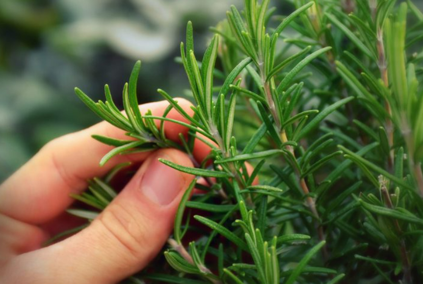 8 loại cây cảnh vừa làm đẹp vừa hỗ trợ chăm sóc sức khỏe- Ảnh 7.