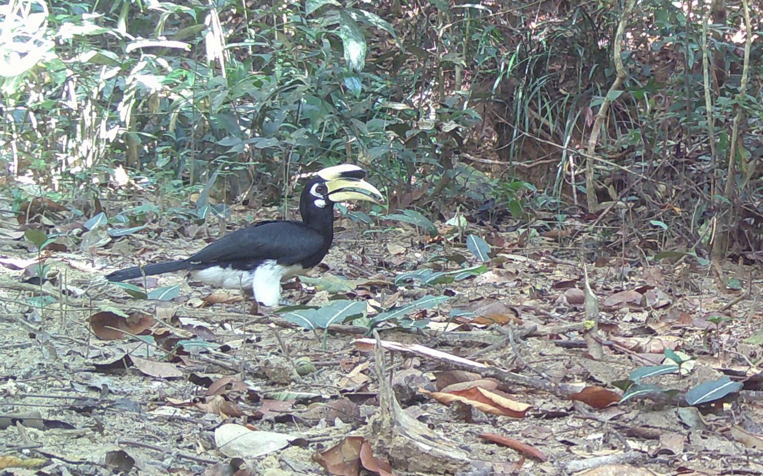 Phát hiện 2 loài động vật quý hiếm mới xuất hiện ở núi rừng Quảng Ngãi