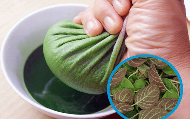 9 bài thuốc từ lá mơ lông (mơ tam thể)