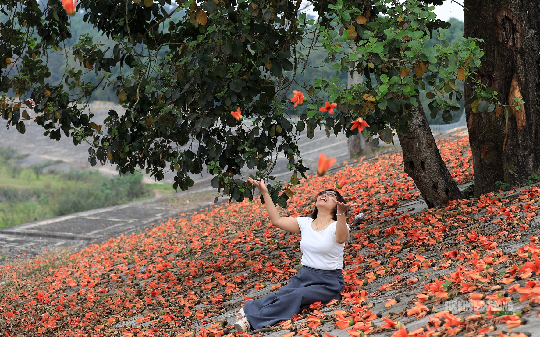Sắc đỏ hoa gạo nhuộm thắm triền sông