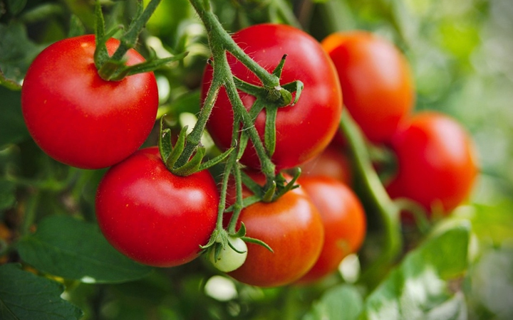 Người tăng huyết áp nên ăn cà chua sống hay nấu chín?