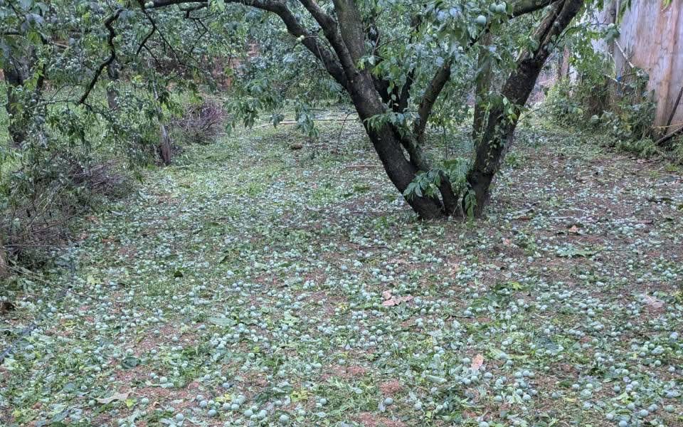 Sơn La kêu gọi tiêu thụ mơ, mận rụng do mưa đá với giá 7 ngàn đồng/kg