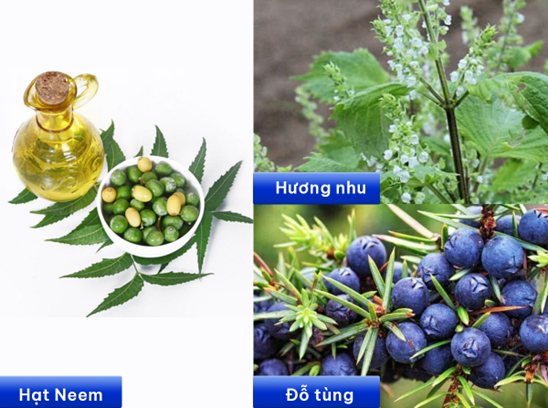 Chăm sóc da đầu khoa học: Vì sao dược liệu trở thành xu hướng trong chuẩn chăm sóc tóc mới- Ảnh 2.