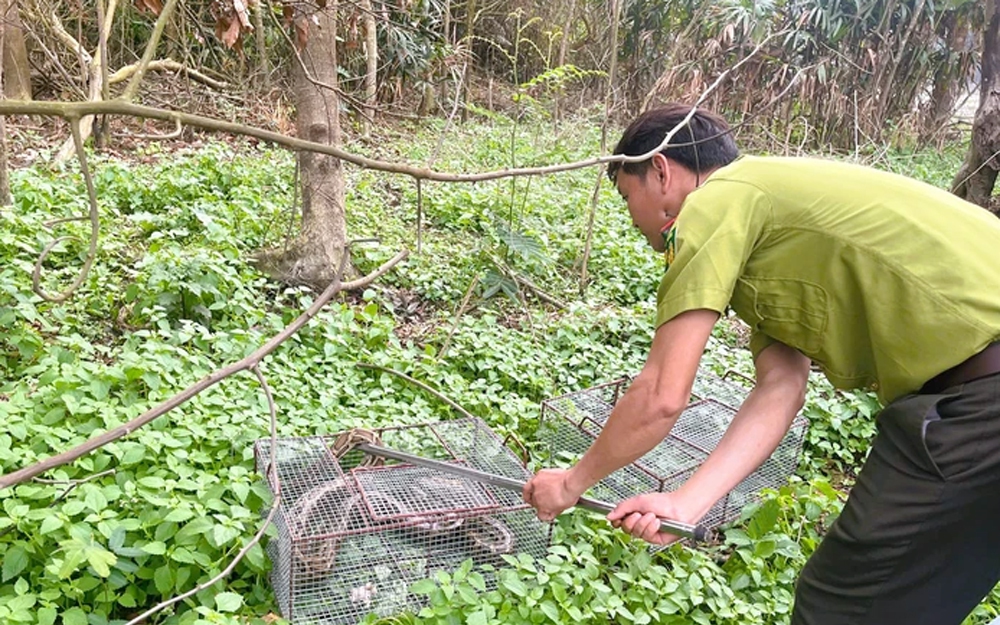 Động vật quý hiếm 'đi lạc' vào trường học ở Huế- Ảnh 2.