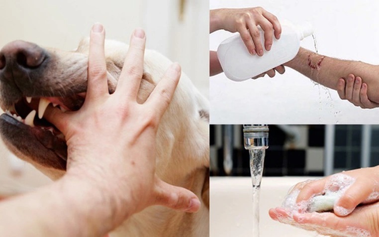 Hơn 31.000 người bị chó, mèo cắn, Lâm Đồng siết chặt phòng chống bệnh dại