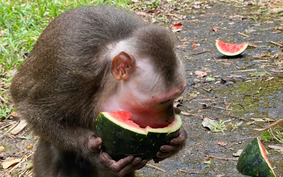 Video: Động vật quý hiếm thích thú ăn món ‘khoái khẩu’ sớm hồi phục sức khỏe