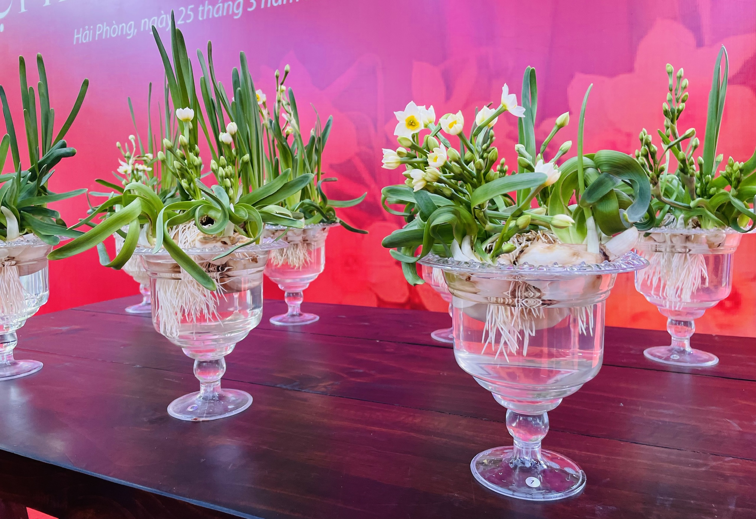 Độc đáo hội thi hoa Thủy tiên trong lễ hội Thánh Mẫu Lê Chân- Ảnh 6. Độc đáo hội thi hoa Thủy tiên trong lễ hội Thánh Mẫu Lê Chân- Ảnh 6.