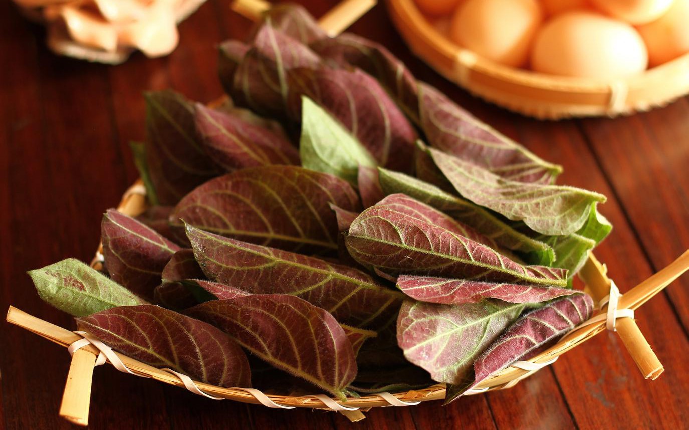 Tác dụng của lá mơ lông với sức khỏe xương khớp