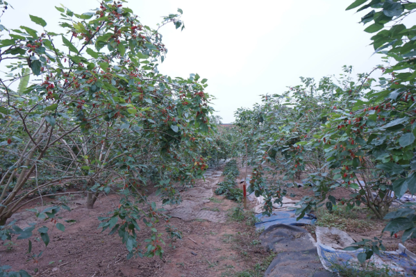 Rộn ràng mùa dâu tằm chín khiến bao người xao động ở vùng ngoại thành Hà Nội- Ảnh 1. Rộn ràng mùa dâu tằm chín khiến bao người xao động ở vùng ngoại thành Hà Nội- Ảnh 1.