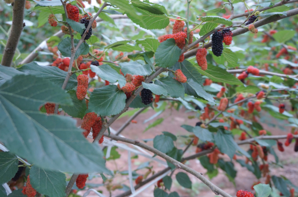 Rộn ràng mùa dâu tằm chín khiến bao người xao động ở vùng ngoại thành Hà Nội- Ảnh 2. Rộn ràng mùa dâu tằm chín khiến bao người xao động ở vùng ngoại thành Hà Nội- Ảnh 2.