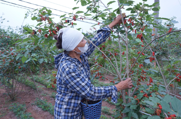 Rộn ràng mùa dâu tằm chín khiến bao người xao động ở vùng ngoại thành Hà Nội- Ảnh 3. Rộn ràng mùa dâu tằm chín khiến bao người xao động ở vùng ngoại thành Hà Nội- Ảnh 3.