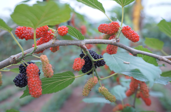 Rộn ràng mùa dâu tằm chín khiến bao người xao động ở vùng ngoại thành Hà Nội- Ảnh 4. Rộn ràng mùa dâu tằm chín khiến bao người xao động ở vùng ngoại thành Hà Nội- Ảnh 4.