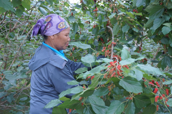 Rộn ràng mùa dâu tằm chín khiến bao người xao động ở vùng ngoại thành Hà Nội- Ảnh 5. Rộn ràng mùa dâu tằm chín khiến bao người xao động ở vùng ngoại thành Hà Nội- Ảnh 5.