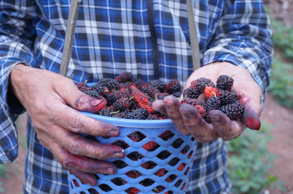 Rộn ràng mùa dâu tằm chín khiến bao người xao động ở vùng ngoại thành Hà Nội- Ảnh 6. Rộn ràng mùa dâu tằm chín khiến bao người xao động ở vùng ngoại thành Hà Nội- Ảnh 6.