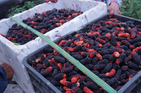 Rộn ràng mùa dâu tằm chín khiến bao người xao động ở vùng ngoại thành Hà Nội- Ảnh 7. Rộn ràng mùa dâu tằm chín khiến bao người xao động ở vùng ngoại thành Hà Nội- Ảnh 7.