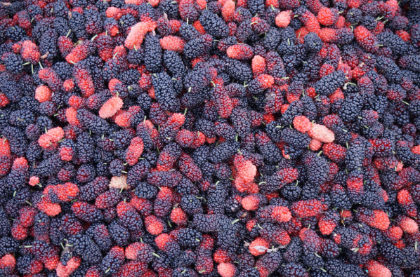 Rộn ràng mùa dâu tằm chín khiến bao người xao động ở vùng ngoại thành Hà Nội- Ảnh 8. Rộn ràng mùa dâu tằm chín khiến bao người xao động ở vùng ngoại thành Hà Nội- Ảnh 8.