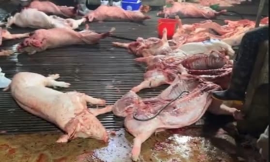 Hà Nội: Phá đường dây 'phù phép' hàng trăm tấn lợn bệnh vào trường học, chợ dân sinh- Ảnh 2.