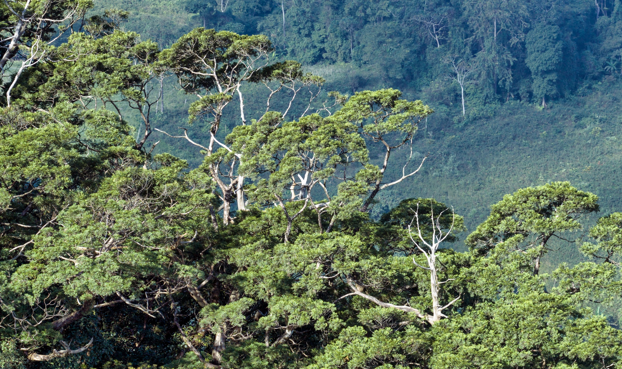 Bí ẩn hang động lưu dấu tích tộc người Arem và rừng cổ quý hiếm- Ảnh 9.