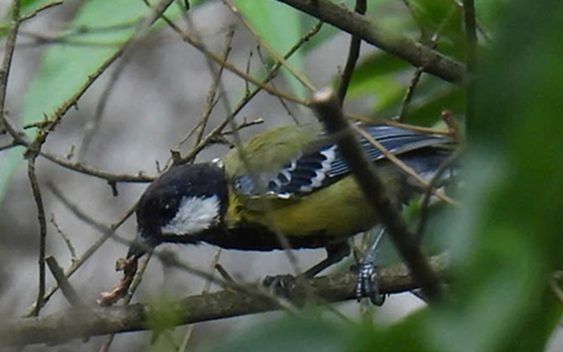 Hình ảnh nhiều loài chim quý hiếm chưa từng có trong danh mục loài ở khu vực Bắc Quảng Trị