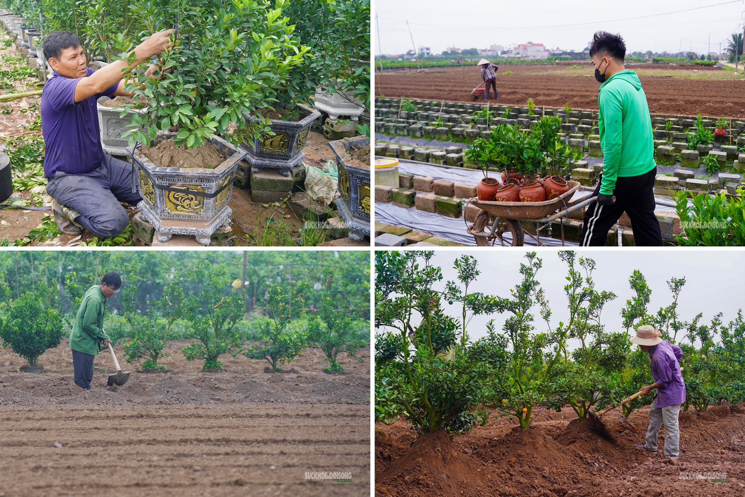 Sau Tết, nhà vườn cây cảnh Hưng Yên tất bật vào mùa ươm trồng mới- Ảnh 4. Sau Tết, nhà vườn cây cảnh Hưng Yên tất bật vào mùa ươm trồng mới- Ảnh 4.