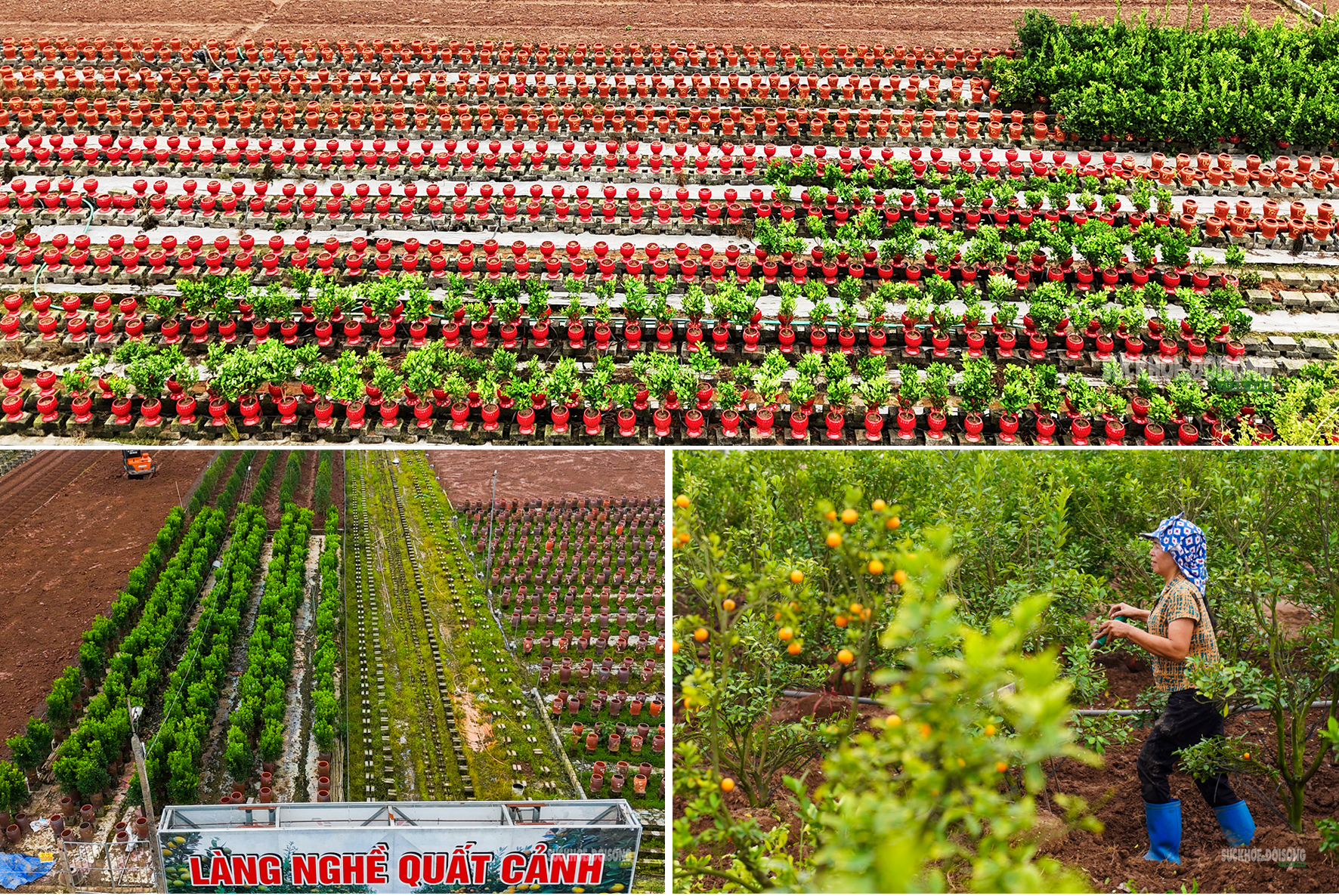 Sau Tết, nhà vườn cây cảnh Hưng Yên tất bật vào mùa ươm trồng mới- Ảnh 1. Sau Tết, nhà vườn cây cảnh Hưng Yên tất bật vào mùa ươm trồng mới- Ảnh 1.