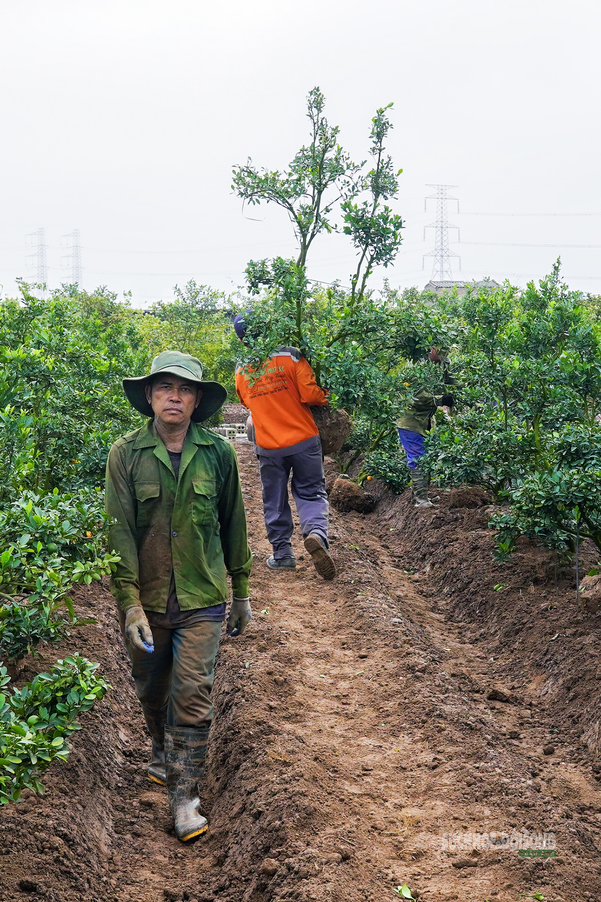 Sau Tết, nhà vườn cây cảnh Hưng Yên tất bật vào mùa ươm trồng mới- Ảnh 7. Sau Tết, nhà vườn cây cảnh Hưng Yên tất bật vào mùa ươm trồng mới- Ảnh 7.
