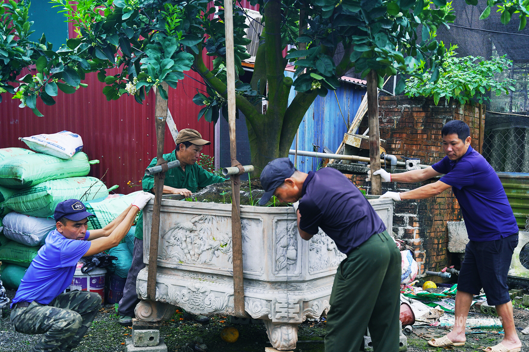 Sau Tết, nhà vườn cây cảnh Hưng Yên tất bật vào mùa ươm trồng mới- Ảnh 5. Sau Tết, nhà vườn cây cảnh Hưng Yên tất bật vào mùa ươm trồng mới- Ảnh 5.