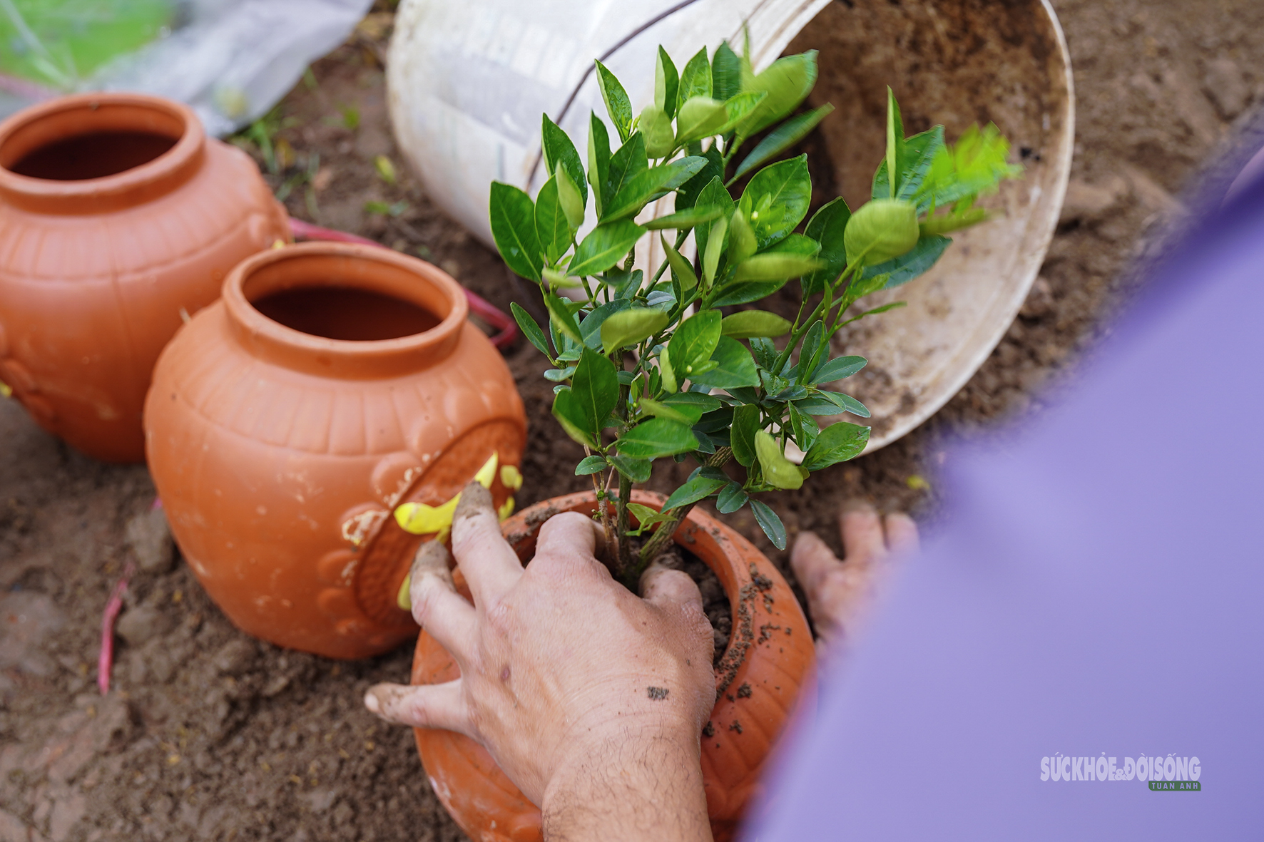 Sau Tết, nhà vườn cây cảnh Hưng Yên tất bật vào mùa ươm trồng mới- Ảnh 3. Sau Tết, nhà vườn cây cảnh Hưng Yên tất bật vào mùa ươm trồng mới- Ảnh 3.