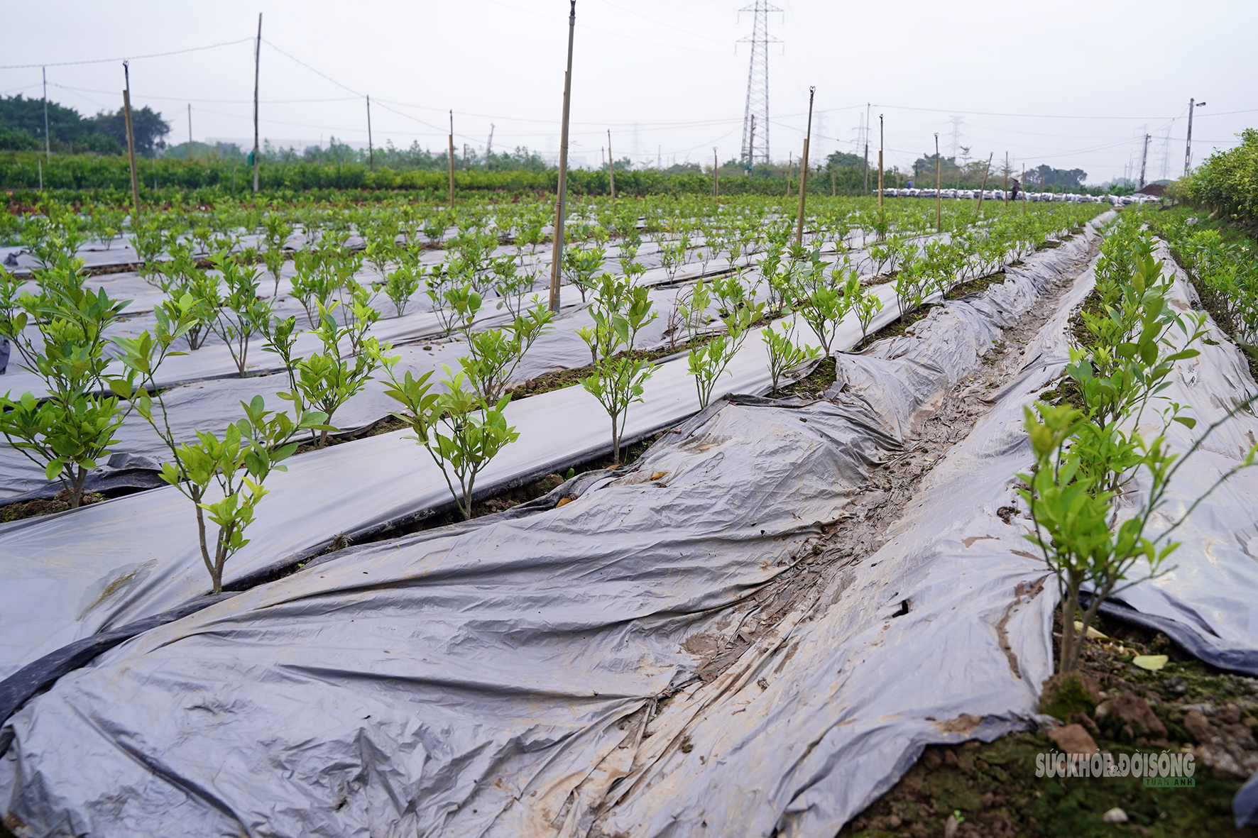 Sau Tết, nhà vườn cây cảnh Hưng Yên tất bật vào mùa ươm trồng mới- Ảnh 9. Sau Tết, nhà vườn cây cảnh Hưng Yên tất bật vào mùa ươm trồng mới- Ảnh 9.