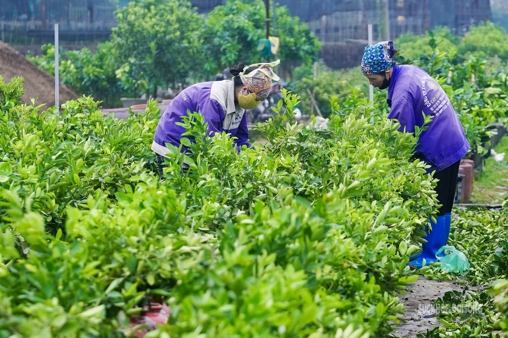 Sau Tết, nhà vườn cây cảnh Hưng Yên tất bật vào mùa ươm trồng mới- Ảnh 8. Sau Tết, nhà vườn cây cảnh Hưng Yên tất bật vào mùa ươm trồng mới- Ảnh 8.