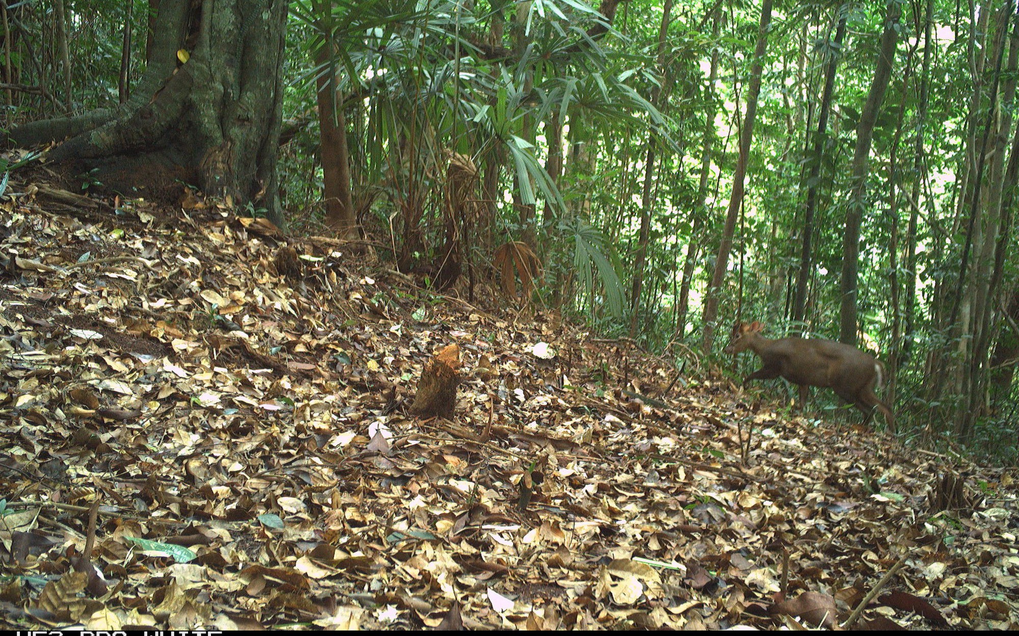 Ngắm những loài động vật quý hiếm ghi nhận qua bẫy ảnh tại Vườn quốc gia Bạch Mã