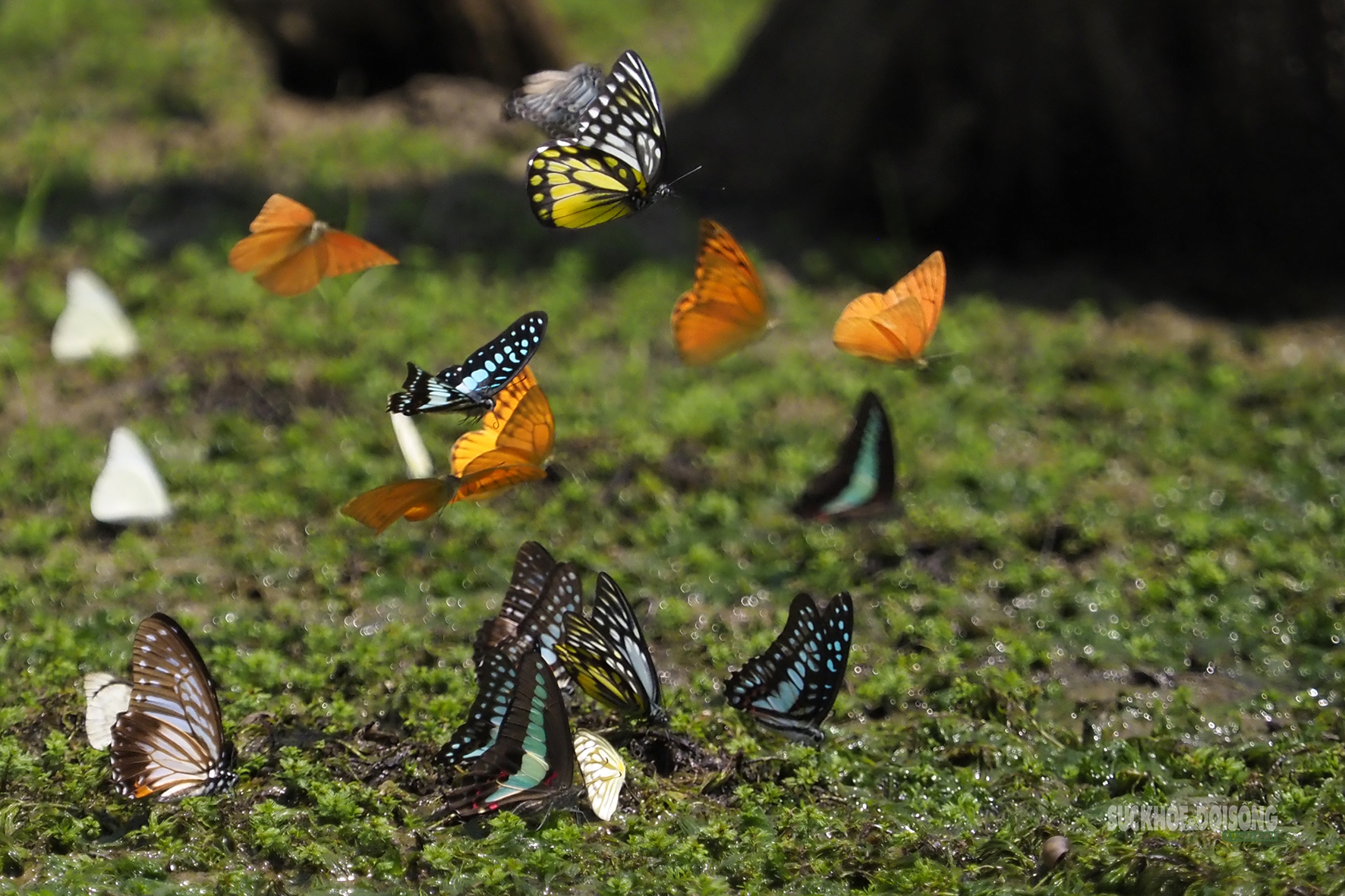 Mùa bướm ở Cúc Phương đến sớm, hút khách tham quan- Ảnh 6.