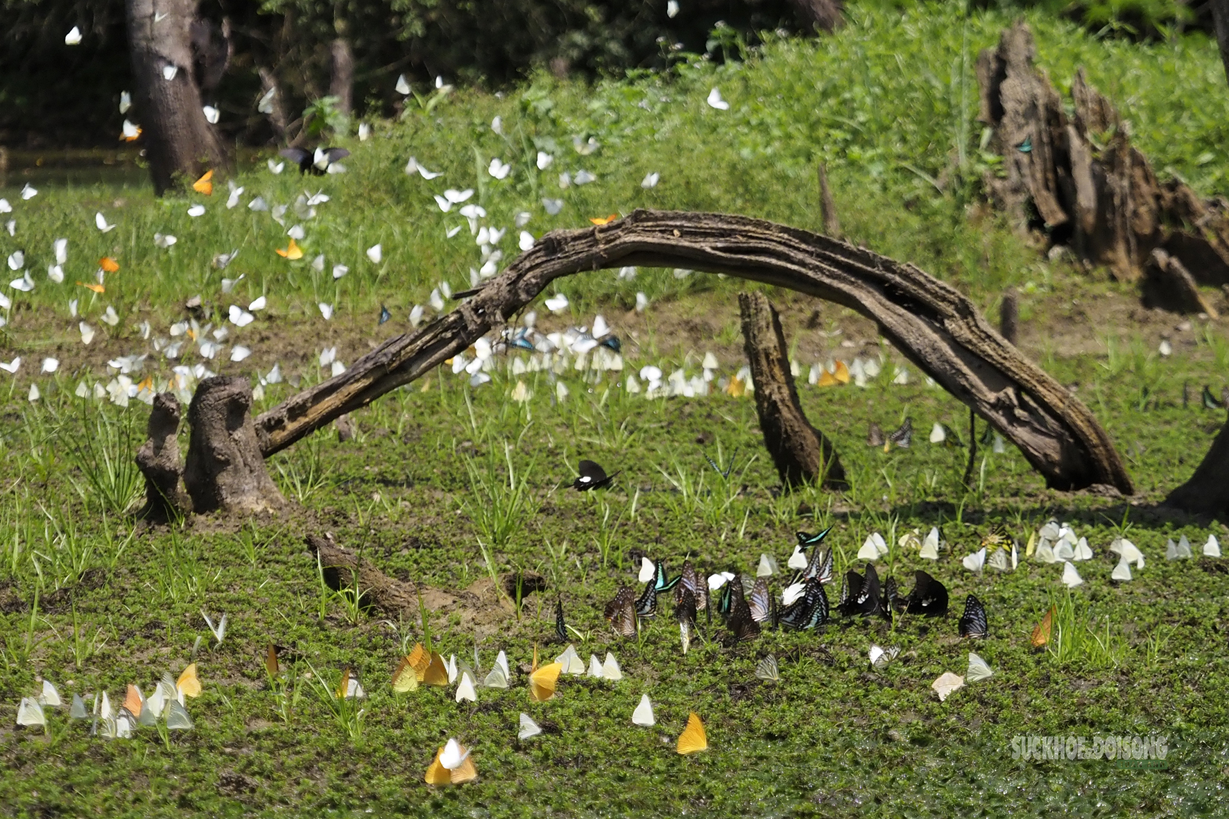 Mùa bướm ở Cúc Phương đến sớm, hút khách tham quan- Ảnh 5.