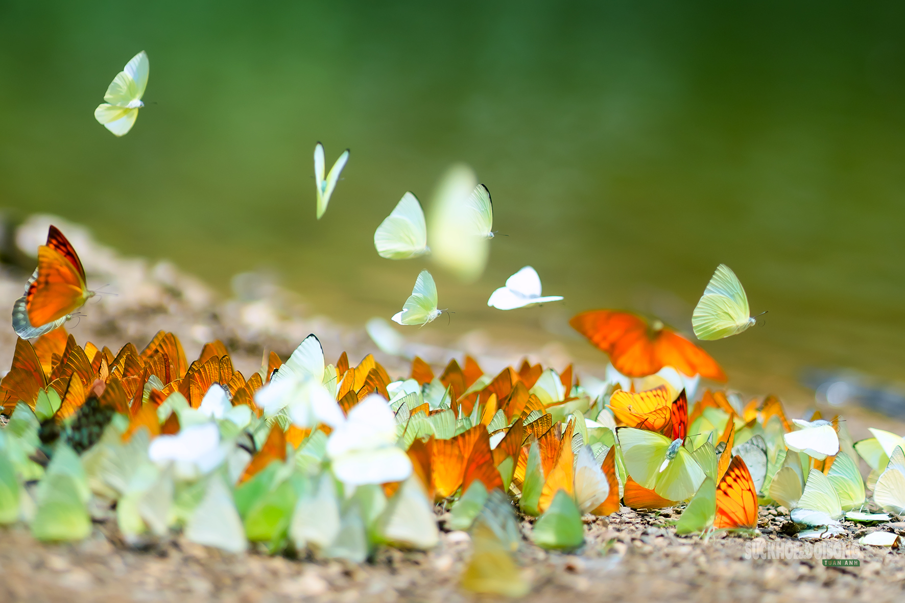 Mùa bướm ở Cúc Phương đến sớm, hút khách tham quan- Ảnh 2.