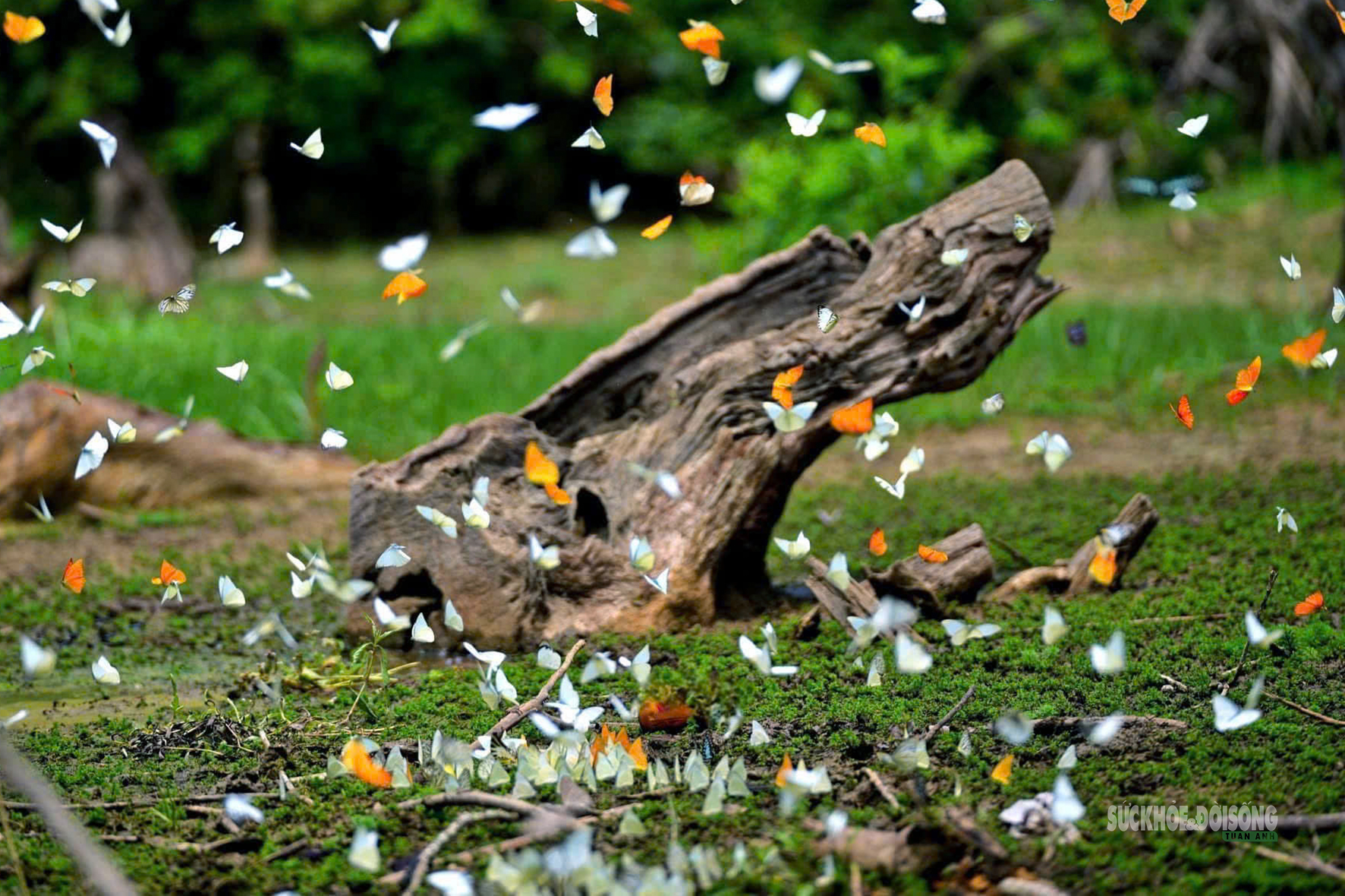 Mùa bướm ở Cúc Phương đến sớm, hút khách tham quan- Ảnh 4.