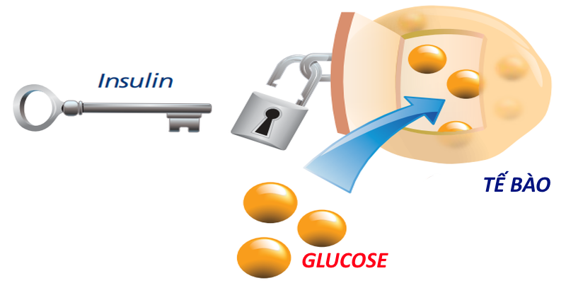 Đường huyết buổi sáng cao bất thường: Nguyên nhân và giải pháp- Ảnh 2.