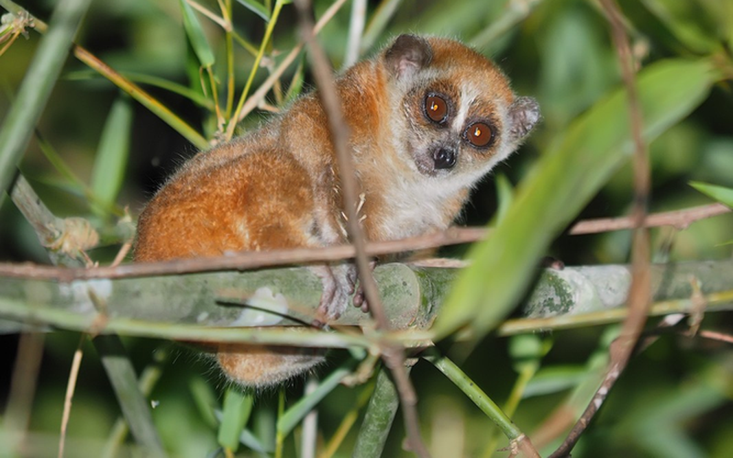 Nuôi chim cu rốc đầu xám quý hiếm, người dân đến Công an xã giao nộp- Ảnh 2.