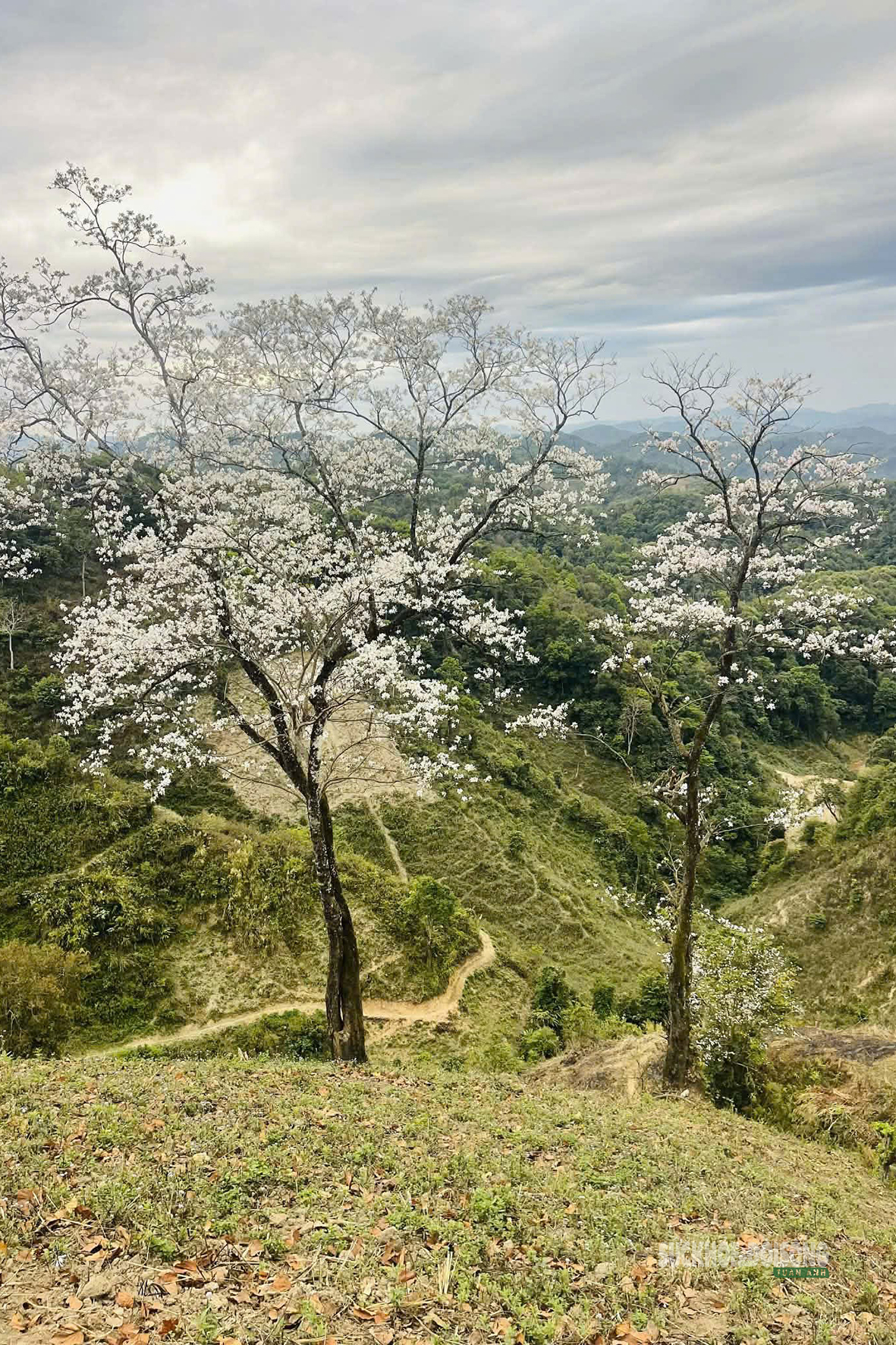 Tháng 3 Điện Biên, hoa ban nở trắng miền lịch sử- Ảnh 1.