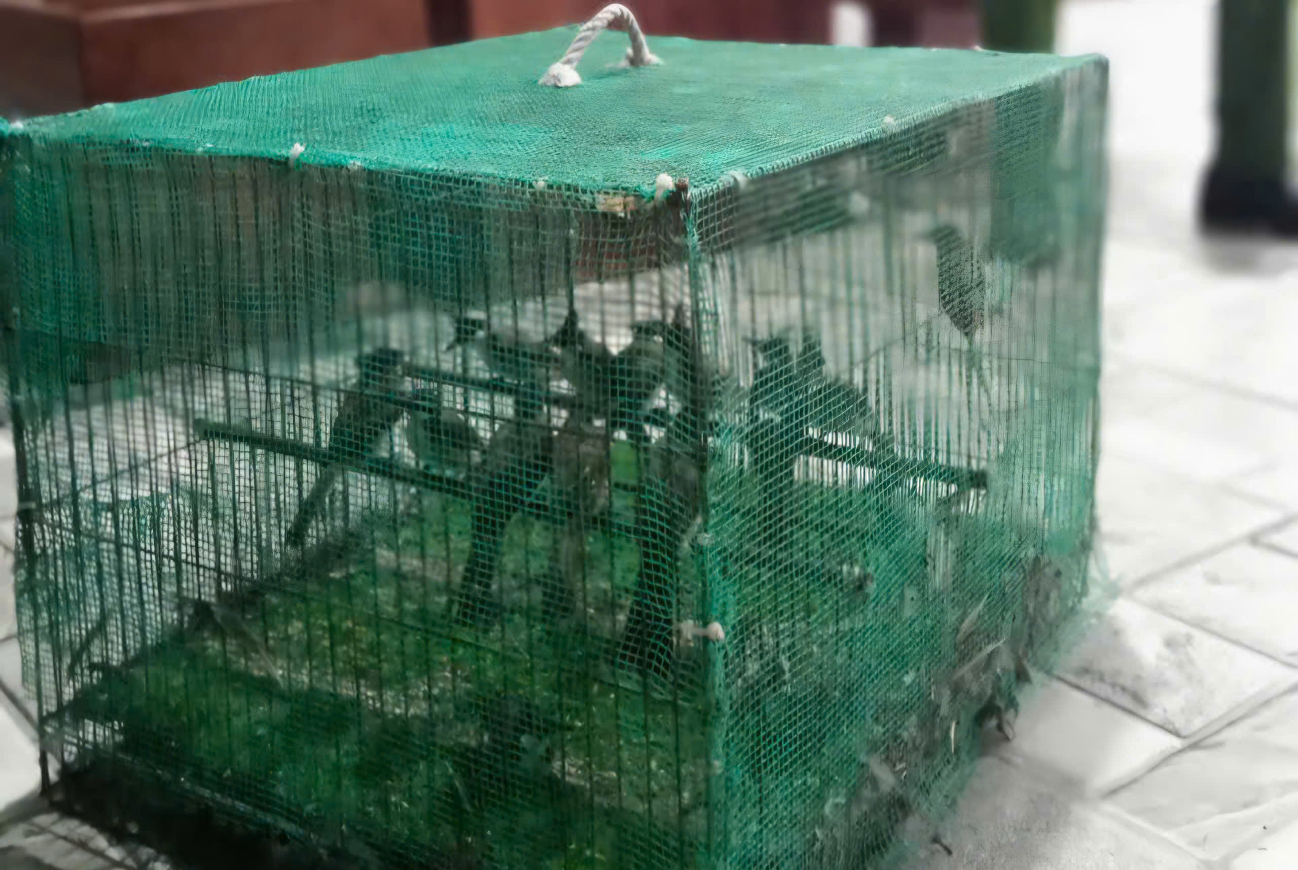 Bất ngờ số người đăng ký sau yêu cầu mang chim cảnh đi cà phê phải chứng minh nguồn gốc- Ảnh 1. Bất ngờ số người đăng ký sau yêu cầu mang chim cảnh đi cà phê phải chứng minh nguồn gốc- Ảnh 1.