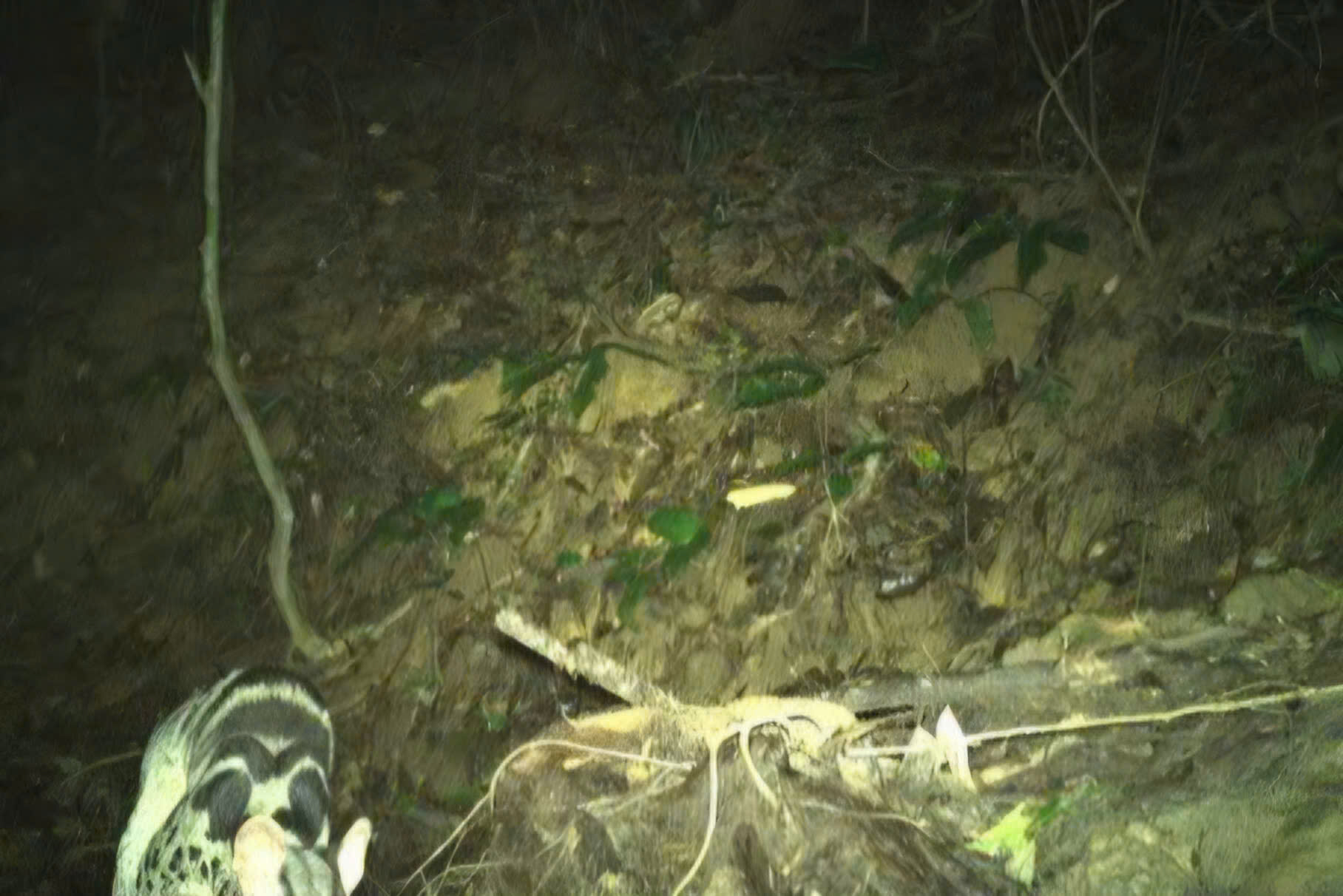 Những loài động vật quý hiếm vừa ghi nhận qua bẫy ảnh ở Bạch Mã- Ảnh 3.